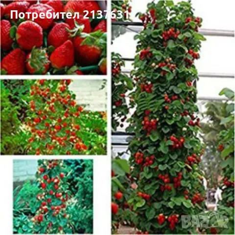 ПО ВСЯКО ВРЕМЕ И ВЪВ ВСЕКИ ДОМ КАСКАДНИ И УВИВНИ ЯГОДИ , за саксия  , сандъче или в градината , снимка 2 - Тор и почвени смеси - 49499186