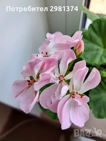 Мушкато калиопе