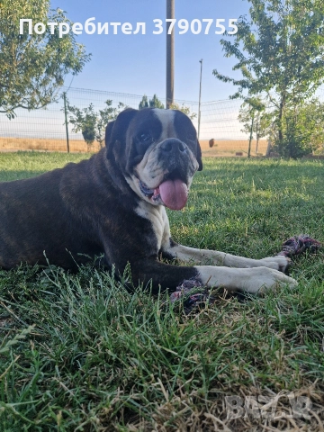 Боксер , снимка 13 - Боксер - 52847032