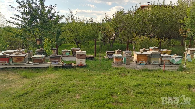 Пчелни майки - Отводки, снимка 9 - За пчели - 37024156