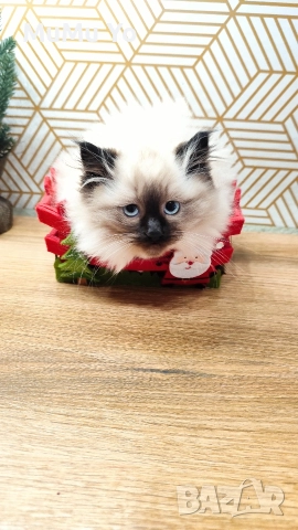 Коте Регдол / Ragdoll , снимка 2 - Други - 51149527