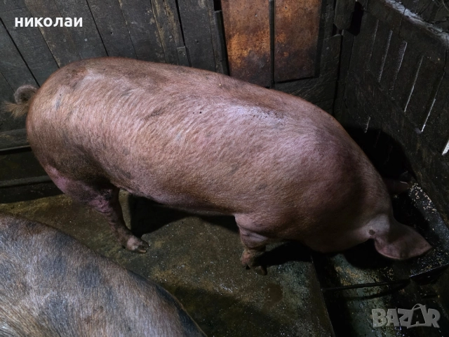 Продавам големи угоени прасета за коледа, снимка 2 - Прасета - 52070357