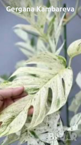 Epipremnum pinnatum Marble 