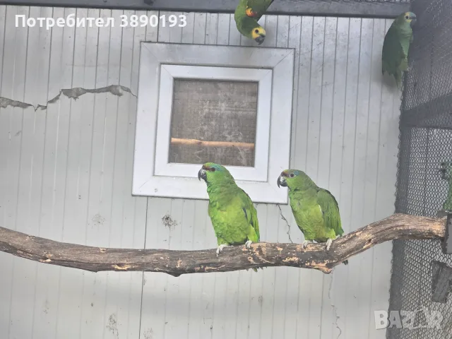 Разнообразие на папагалите амазона, снимка 7 - Папагали - 56068692