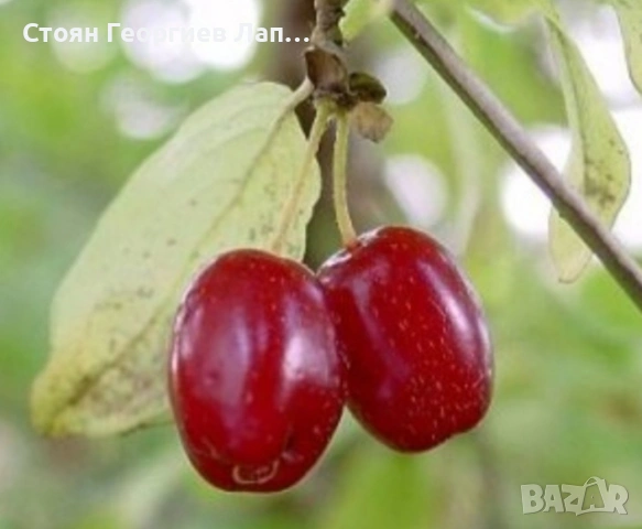 дръвчета едроплоден дрян, снимка 3 - Градински цветя и растения - 53207616