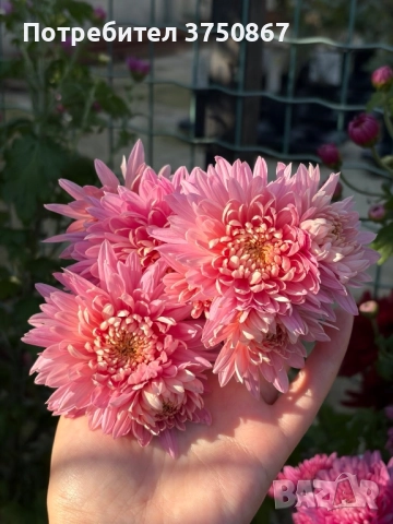 💜🌿🩷 Високостеблени хризантеми , снимка 16 - Градински цветя и растения - 52420302