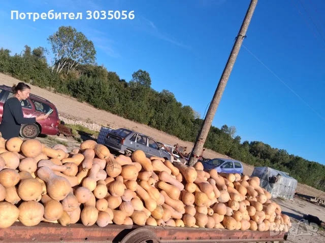 Продавам тикви-цигулки, снимка 6 - Домашни продукти - 56363522