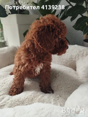 Poodle toy -мини пудел, снимка 5 - Пудели - 56315116