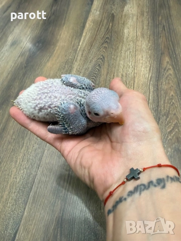 Ръчно хранени Големи Александри, снимка 3 - Папагали - 53610766