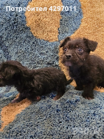 микс между чихуахуа и болонка, снимка 5 - Чихуахуа - 53464994