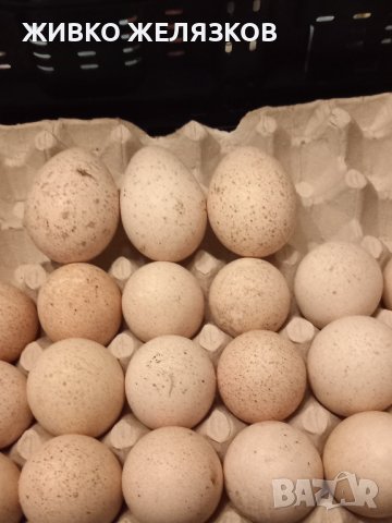 ПРОДАВАМ РАЗПЛОДНИ ОПЛОДЕНИ ПУЕШКИ ЯЙЦА, снимка 10 - Кокошки и пуйки - 40087456