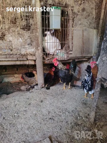 млади домашни петли , снимка 12 - други­ - 47610041