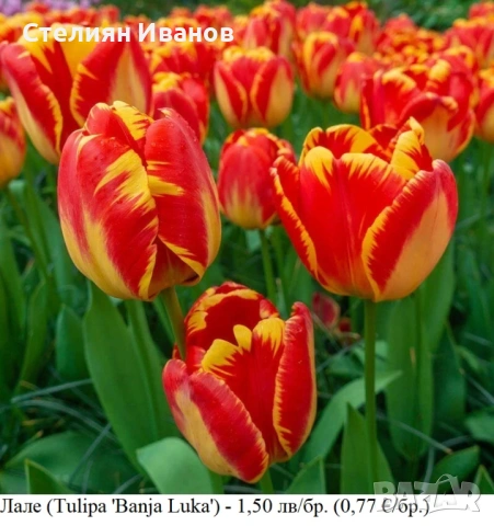 СОРТОВИ ЛАЛЕТА – ЛУКОВИЦИ , снимка 4 - Сортови семена и луковици - 52372815