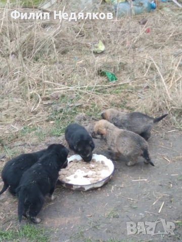 Малки женски овчарки , снимка 3 - Немска овчарка - 53717942