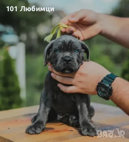 Кане Корсо с родословие, снимка 5 - Кане корсо - 47450525