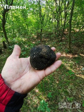 Черен пресен трюфел, снимка 13 - Други - 41320614