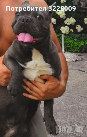 Френски булдог , снимка 2 - Френски булдог - 50810348