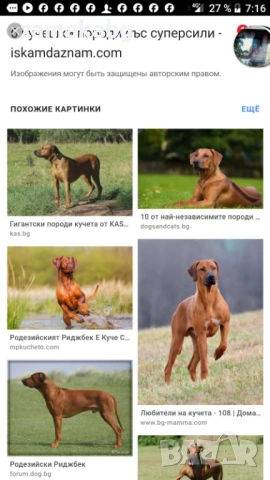 Умно и интелигентно куче си търси стопанин, снимка 3 - Други - 53155951