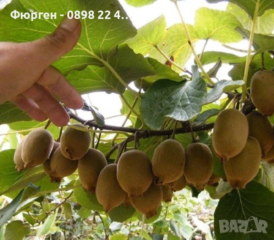 Фиданки Киви Голд - Златно киви, снимка 3 - Разсади - 38115114