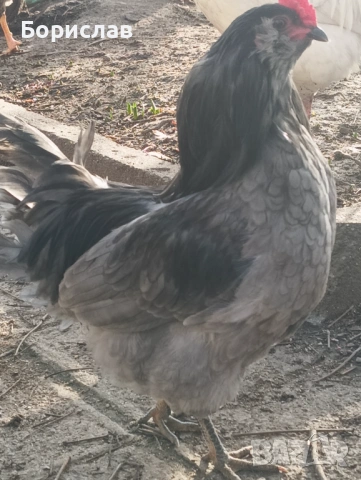 Породисти петли за дамъзлък, снимка 6 - други­ - 52814591