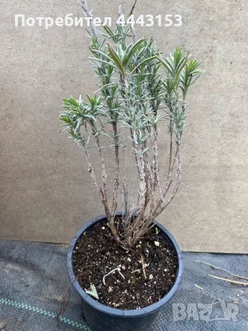 Лавандула разсад , снимка 2 - Разсади - 49874811