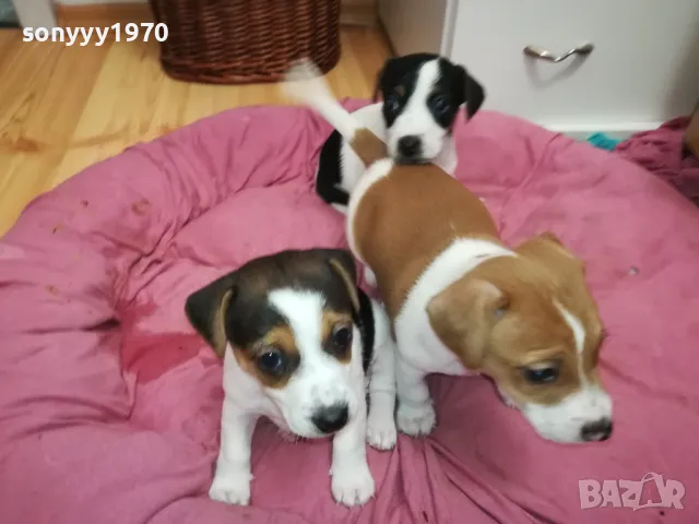 БЕБЕ ДЖАК 250ЛВ ЗА ЕДНО 0402251938, снимка 4 - Джак ръсел териер - 48968353