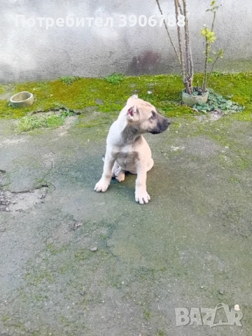 Кангал мъжко на два месеца 