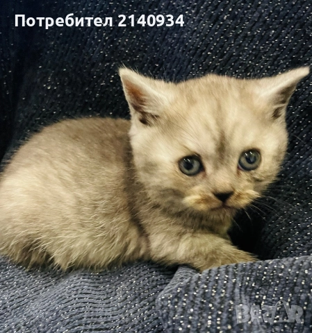 Британско късокосместо котенце , снимка 5 - Британска късокосместа - 52920341