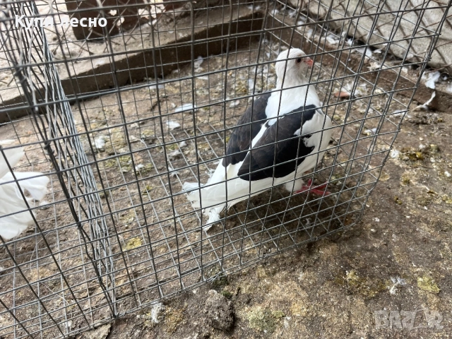 Пощи на капак гълъби , снимка 11 - Гълъби - 52455778