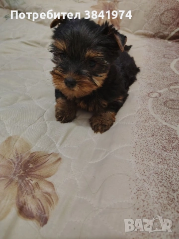 Йоркширски териер, снимка 2 - Йоркширски териер - 53456403