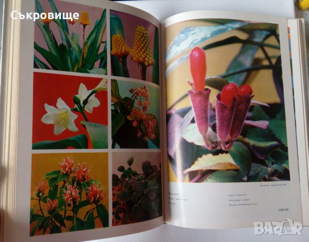 Енциклопедия Стайни растения и декоративно цъфтящи храсти на руски Цветы, снимка 6 - Енциклопедии, справочници - 39971976