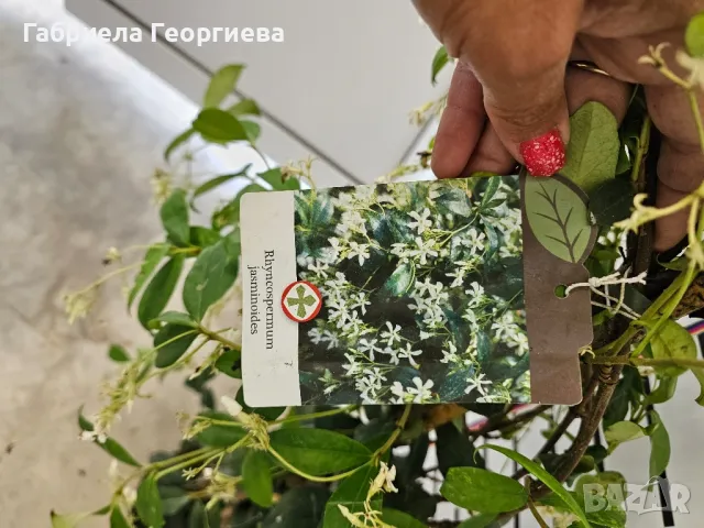 Звездовиден жасмин , снимка 4 - Градински цветя и растения - 50369810