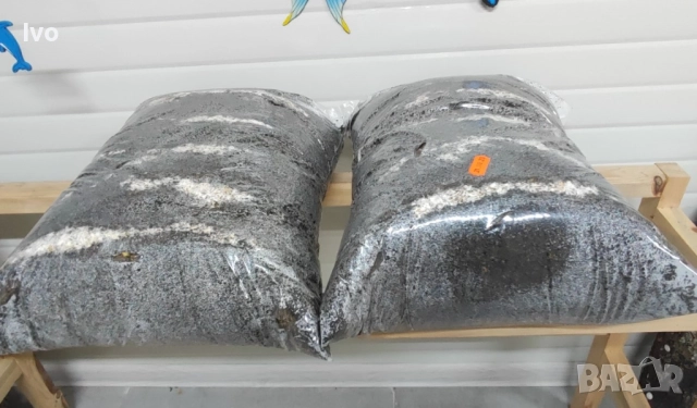 Гъби кладница, чували със заразен субстрат! " Ферма за гъби Койчеви, снимка 2 - Други - 52564723