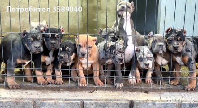 Американско Були ХЛ, снимка 6 - Други - 52942054