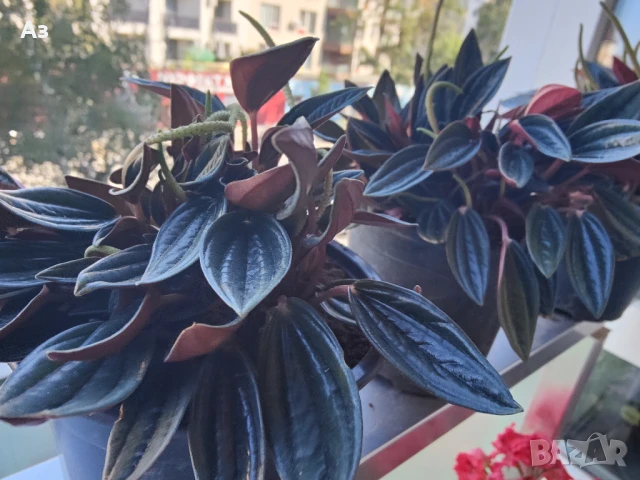 продавам Цветя Пеперомия – 4 налични саксии, снимка 6 - Стайни растения - 50805271