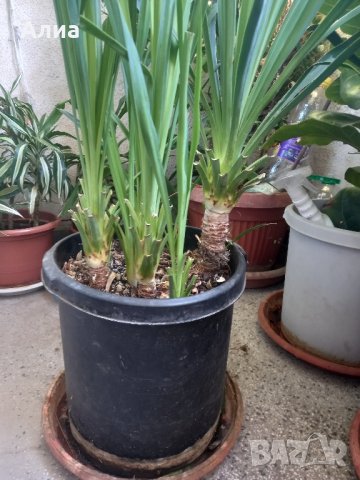 Външна юка, снимка 4 - Градински цветя и растения - 28765735