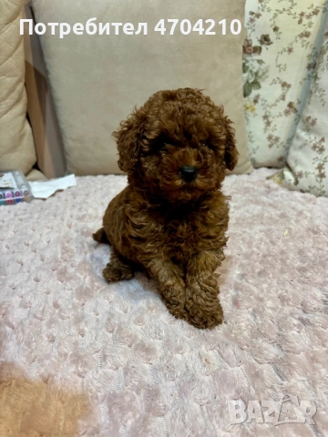 Мини Той пудел , снимка 3 - Пудели - 53139152