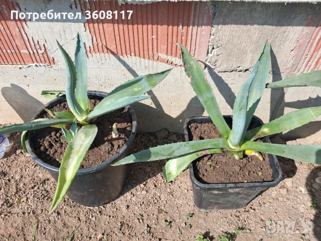 агаве 12 €, снимка 2 - Стайни растения - 53860379