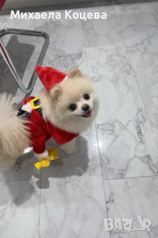 Мини Померани , снимка 15 - Померан - 52447230