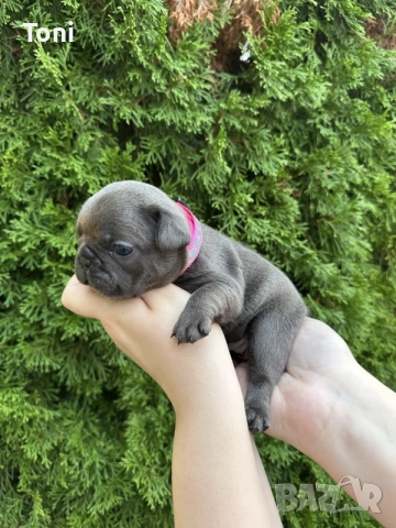 френски булдог/french Buldog, снимка 10 - Френски булдог - 55725415