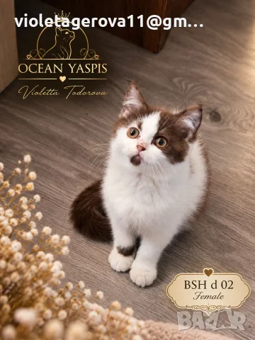 Британски котки , снимка 6 - Чинчили - 56216056