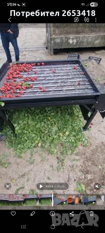 Репички. машина за чистене на репички