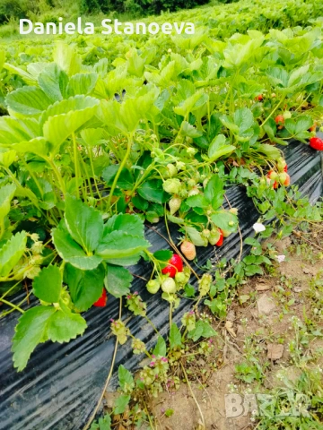 РАЗСАД ЯГОДИ 