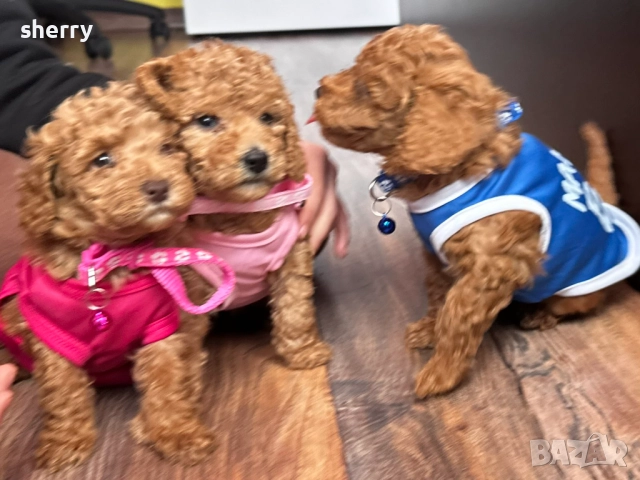 Той пуделчета 