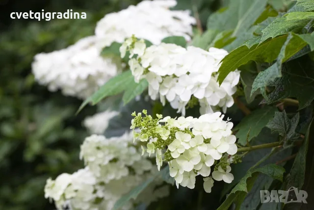 Hydrangea quercifolia (Дъболистна хортензия)