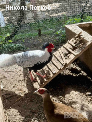 Сребърен фазан, снимка 2 - други­ - 52029103