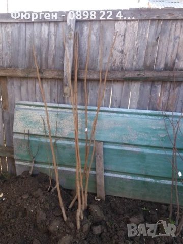 Дюля - Фиданки, снимка 5 - Разсади - 52743430