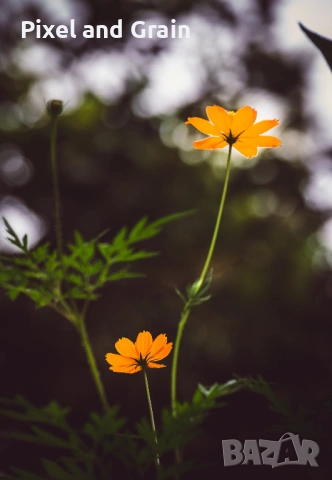 Nikon AF-S 55-200mm f/4-5.6G ED VR обектив Никон, снимка 10 - Обективи и филтри - 53671254