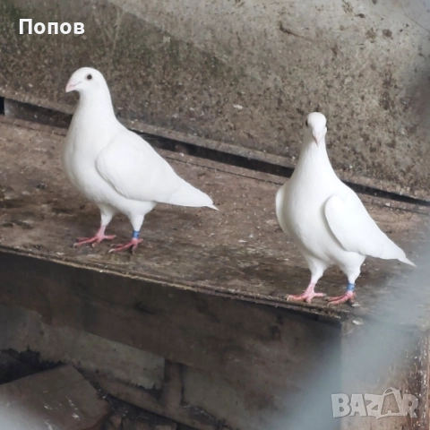 Продавам бели спортни, снимка 3 - Гълъби - 52035078