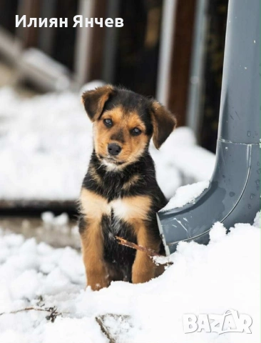Подарявам гончета , снимка 5 - Гонче - 53261654